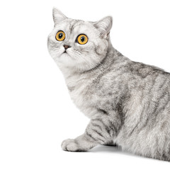 Wall Mural - Portrait British cat with orange eyes, isolated on white background.