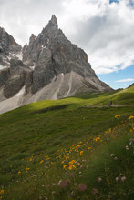 Beautiful View Of Pale Di San Martino With Yellow Wild Flowers In Trentino On Summer Day, Italy