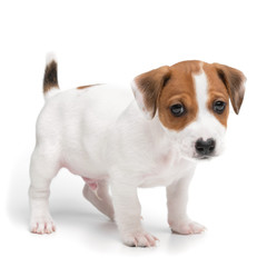 Wall Mural - Puppy Jack russell terrier standing isolated on white background.