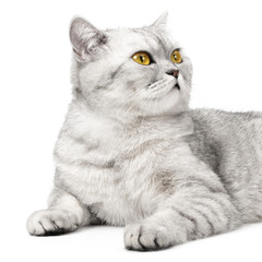 Wall Mural - Portrait British cat charismatic and serious isolated on white background.