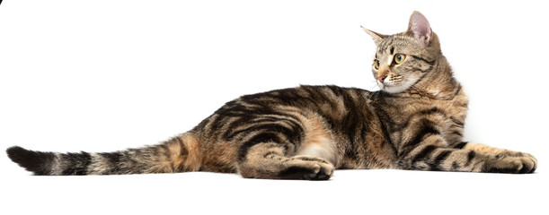 Wall Mural - Lying cat tabby isolated on white background.