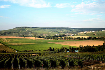 Canvas Print - vignes de Champagne