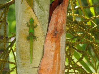 Canvas Print - Wildlife in Palm Trees