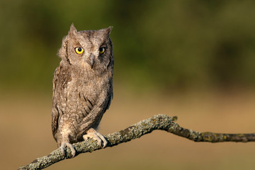 European Scops Owl, Otus scops close up