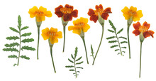 Pressed And Dried Flower Tagetes (marigold) On Stem With Green Leaves Isolated On White Background. For Use In Scrapbooking, Floristry Or Herbarium