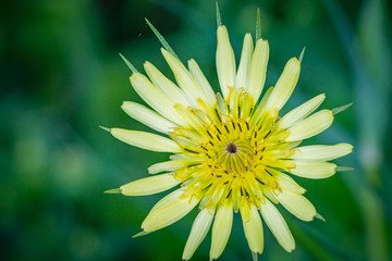 yellow daisy flower