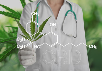 Scientist with hemp plant leaf on green background, closeup. CBD formula