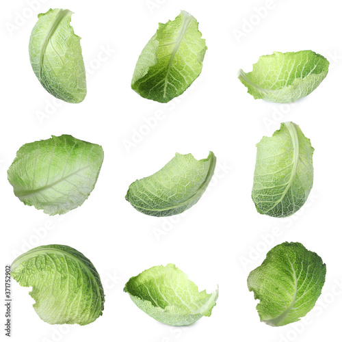 Photographie Fresh Savoy cabbage leaves on white background