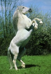 Sticker - Camargue Horse, Rearing up