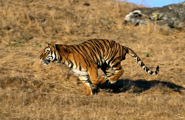 Wall Mural - Bengal Tiger, panthera tigris tigris, Adult running