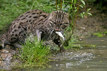 Wall Mural - fishing cat, prionailurus viverrinus, adult standing in water, fishing, with fish in mouth