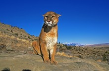 Cougar, Puma Concolor, Adult Sitting On Rocks, Montana