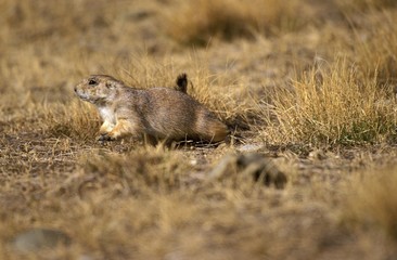 Wall Mural - black-tailed prairie dog, cynomys ludovicianus, wyoming