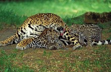 Jaguar, Panthera Onca, Mother Licking Cub