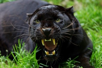 Wall Mural - black panther, panthera pardus, adult snarling, in defensive posture