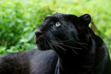 Wall Mural - black panther, panthera pardus, portrait of adult
