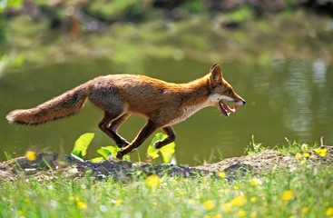 Wall Mural - red fox, vulpes vulpes, adult running, normandy