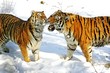 Siberian Tiger, panthera tigris altaica standing on Snow