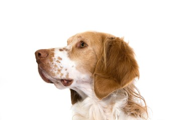 Canvas Print - French Spaniel Male Dog (Cinnamon Color)