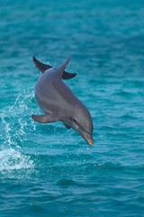 Wall Mural - bottlenose dolphin, tursiops truncatus, leaping, honduras