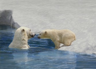 Wall Mural - polar bear, thalarctos maritimus, mother and cub playing on ice