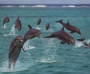 Wall Mural - bottlenose dolphins, tursiops truncatus, leaping, honduras