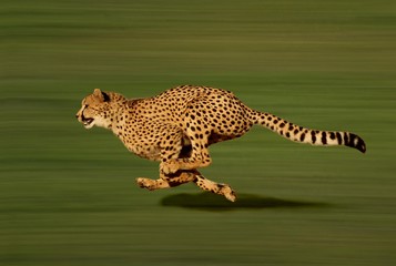 Wall Mural - cheetah, acinonyx jubatus, running