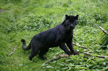 Wall Mural - black panther, panthera pardus
