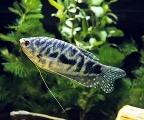 Wall Mural - blue cosby gourami, trichogaster trichopterus
