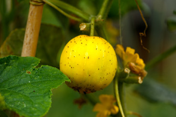 Cucumber crystal lemon fruit growing in summer kitchen garden