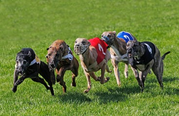 Sticker - Whippet Dogs running, Racing at Track