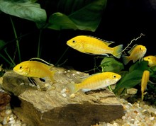 Electric Yellow Cichlid, Labidochromis Caeruleus