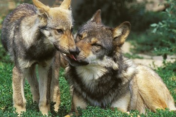  European Wolf, canis lupus, Mother licking Pup