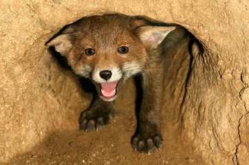 Canvas Print - Red Fox, vulpes vulpes, Cub calling at Den Entrance, Normandy