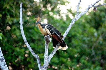 Wall Mural - hoatzin, opisthocomus hoazin, los lianos in venezuela