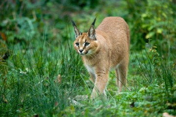Wall Mural - caracal, caracal caracal