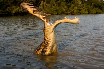 Wall Mural - Spectacled Caiman, caiman crocodilus, Los Lianos in Venezuela, Digital composite