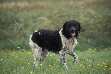 Wall Mural - frisian water dog standing on grass