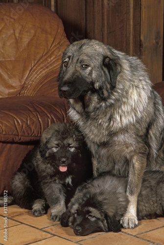 Yugoslavian Shepherd Dog Or Sarplaninac Mother And Puppies Buy This Stock Photo And Explore Similar Images At Adobe Stock Adobe Stock