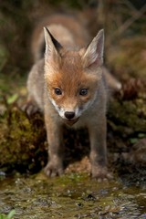 Sticker - Red Fox, vulpes vulpes, Cub, Normandy