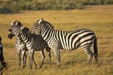 Fototapeta Konie - Burchell's Zebra, equus burchelli, Group at Masai Mara Park in Kenya