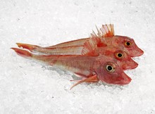 Red Gurnard, Trigla Cuculus, Fresh Fishes On Ice