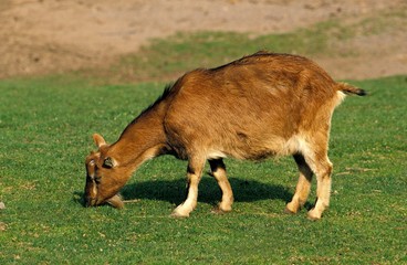 Wall Mural - Domestic Goat