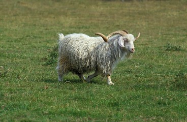 Wall Mural - angora domestic billy goat, breed producing the mohair wool