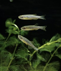Wall Mural - zebra fish, brachydanio rerio