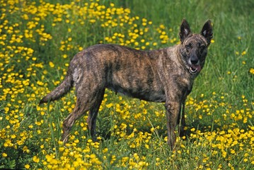 Wall Mural - Dutch Shepherd Dog standing in Yellow Flowers
