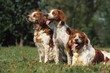 © slowmotiongli - Brittany Spaniel, Dog standing on Grass
