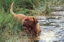 Bordeaux Mastiff Dog Entering Water