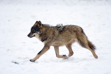  Iberian Wolf, canis lupus signatus standing on Snow