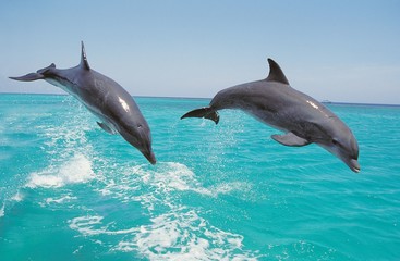 Wall Mural - bottlenose dolphin, tursiops truncatus, pair leaping, honduras